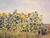 72-08-08-sunslowers-in-nursery1