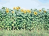 72-08-08-sunslowers-in-nursery2