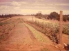 72-08-08-vegetable-beds