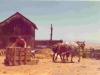 72-08-15-working-the-horses1-steve-cummings-linda-wahler