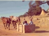 72-08-15-working-the-horses2-lindaw-marci-ridenour-stever