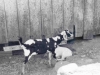 72-05-goats2-magnolia-om