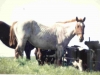 72-07-pete1