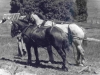 72-03-30-1st-day-driving-horses3-molly-and-pete