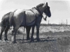 72-03-30-1st-day-driving-horses4-pete