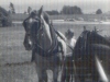 72-03-30-1st-day-driving-horses6-pete-linda-molly