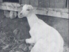 72-05-goats3-om