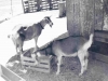 72-07-goats1-easter-april