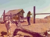 72-05-goats3-easter-diane